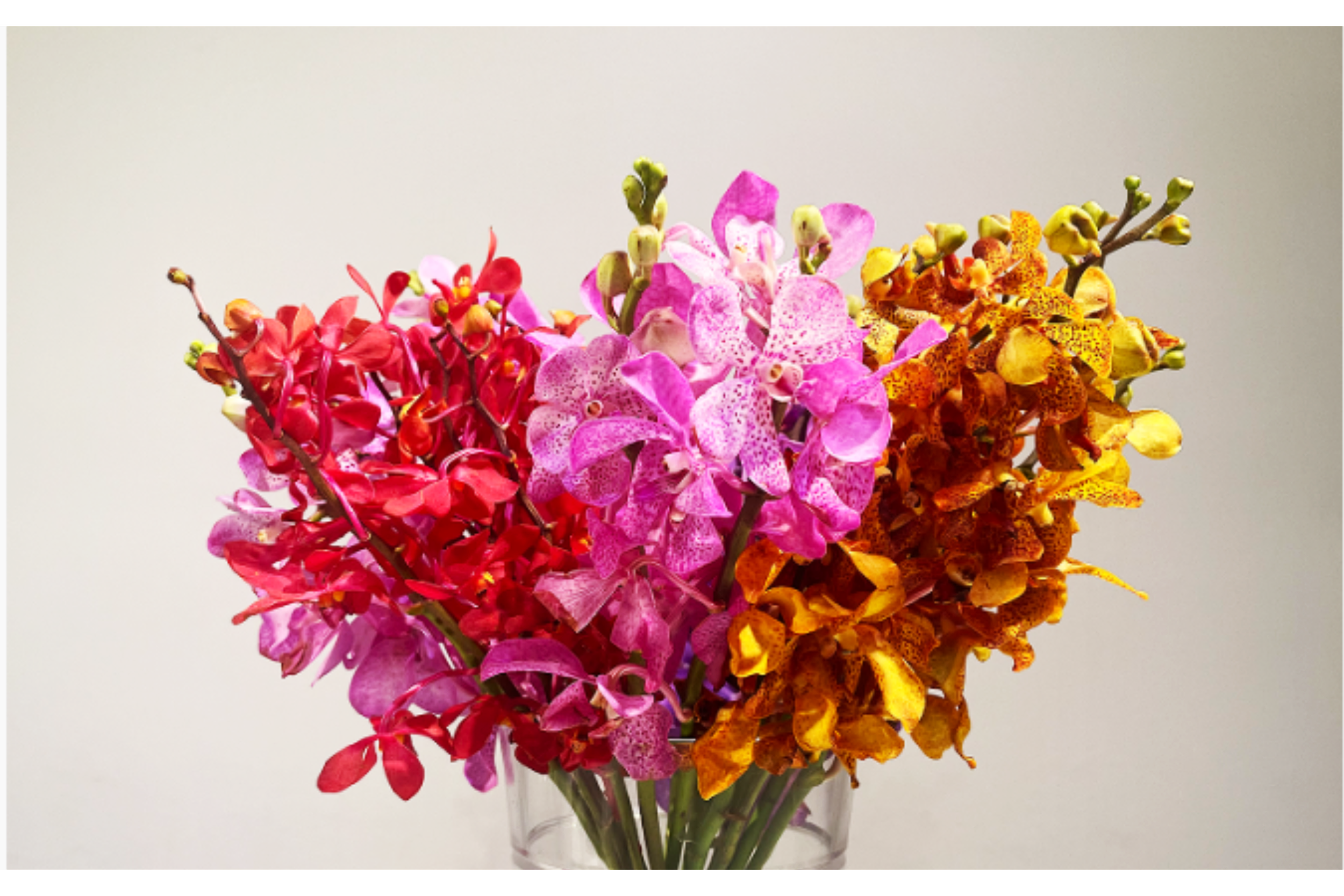Cut Orchids — Northwest Orchids